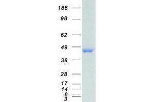 Western Blotting (WB) image for Heterogeneous Nuclear Ribonucleoprotein F (HNRNPF) (Transcript Variant 3) protein (Myc-DYKDDDDK Tag) (ABIN2722917)