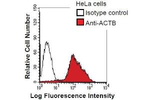 HeLa cells were fixed in 2% paraformaldehyde/PBS and then permeabilized in 90% methanol. (beta Actin Antikörper)