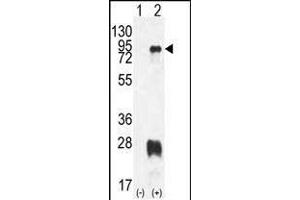 Western blot analysis of PRMT7 (arrow) using rabbit polyclonal PRMT7 Antibody (N-term) (ABIN387846 and ABIN2843964). (PRMT7 Antikörper  (N-Term))