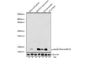 Western blot analysis of extracts of various cell lines, using Acetyl-Histone H4-K5 antibody (ABIN7267743) at 1:1000 dilution. (Histone H4 Antikörper  (acLys5))