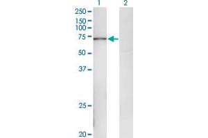 POLA2 antibody  (AA 1-598)