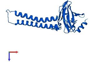 COX2 Protein (AA 1-227) (His tag)