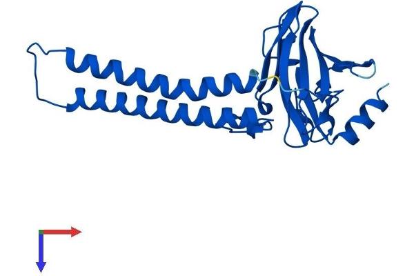 COX2 Protein (AA 1-227) (His tag)