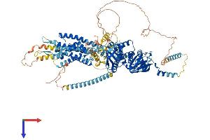KCNH1 Protein (AA 1-989) (His tag)