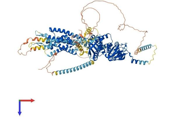 KCNH1 Protein (AA 1-989) (His tag)