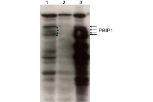 Image no. 1 for anti-MLF1 Interacting Protein (MLF1IP) (N-Term) antibody (ABIN401441) (MLF1IP Antikörper  (N-Term))
