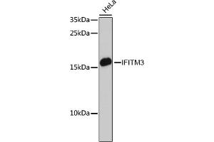 IFITM3 Antikörper  (AA 1-133)