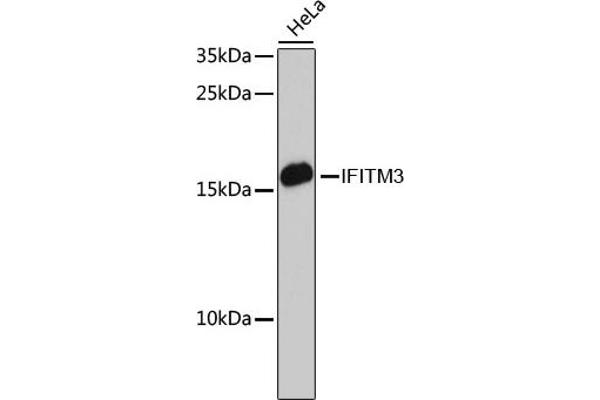 IFITM3 Antikörper  (AA 1-133)