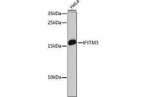 Western blot analysis of extracts of HeLa cells, using IFITM3 antibody (ABIN6130482, ABIN6142186, ABIN6142187 and ABIN7101416) at 1:3000 dilution. (IFITM3 Antikörper  (AA 1-133))
