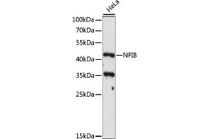Western blot analysis of extracts of HeLa cells, using NFIB antibody (ABIN7268973) at 1:1000 dilution. (NFIB Antikörper  (C-Term))