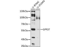 Western blot analysis of extracts of various cell lines, using GPR37 antibody (ABIN7267306) at 1:1000 dilution. (GPR37 Antikörper  (AA 40-180))