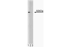Western blot analysis of Stat5 on human endothelial cell lysate.