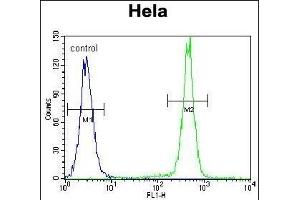 PCDHB10 Antibody (C-term) (ABIN655645 and ABIN2845121) flow cytometric analysis of Hela cells (right histogram) compared to a negative control cell (left histogram).
