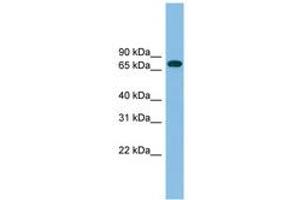 Image no. 1 for anti-Guanylate Binding Protein 2, Interferon-Inducible (GBP2) (AA 143-192) antibody (ABIN6745071) (GBP2 Antikörper  (AA 143-192))