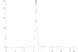 The purity of Human DKK3 is greater than 95 % as determined by SEC-HPLC. (DKK3 Protein (AA 23-350) (His-Avi Tag))
