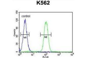 Flow cytometric analysis of K562 cells (right histogram) compared to a negative control cell (left histogram) using SP1 / TSFP1  Antibody (C-term), followed by FITC-conjugated goat-anti-rabbit secondary antibodie. (SP1 Antikörper  (C-Term))