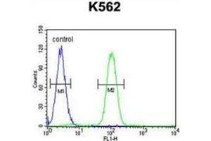 Flow cytometric analysis of K562 cells (right histogram) compared to a negative control cell (left histogram) using SP1 / TSFP1  Antibody (C-term), followed by FITC-conjugated goat-anti-rabbit secondary antibodie.