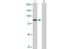 Western Blot analysis of HBS1L expression in transfected 293T cell line by HBS1L MaxPab polyclonal antibody. (HBS1L Antikörper  (AA 1-684))
