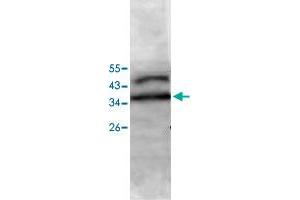 Western blot analysis of Jurkat cell lysate with PECI polyclonal antibody  at 1 : 500 dilution. (PECI/ECI2 Antikörper  (AA 2-227))
