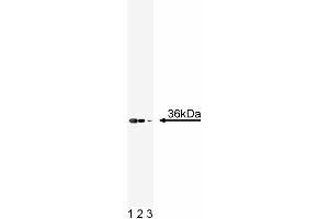 Western blot analysis of Annexin II on a A431 lysate.