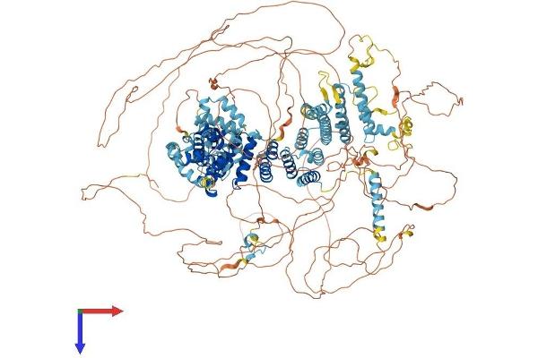 EIF4G1 Protein (AA 1-1600) (His tag)
