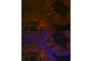 Immunofluorescence analysis of rat testis cells using B Rabbit pAb (ABIN7265880) at dilution of 1:100 (40x lens). (BACE2 Antikörper  (AA 240-470))