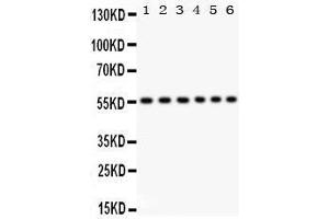 Anti- CD 8 alpha Picoband antibody, Western blotting All lanes: Anti CD 8 alpha  at 0. (CD8 alpha Antikörper  (AA 22-187))