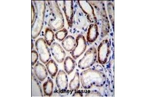 BCAT2 Antibody (C-term) (ABIN656822 and ABIN2846033) immunohistochemistry analysis in formalin fixed and paraffin embedded human kidney tissue followed by peroxidase conjugation of the secondary antibody and DAB staining. (BCAT2 Antikörper  (C-Term))