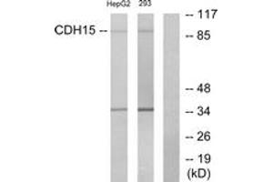 Western Blotting (WB) image for anti-M-Cadherin (CDH15) (AA 81-130) antibody (ABIN2889876) (CDH15 Antikörper  (AA 81-130))