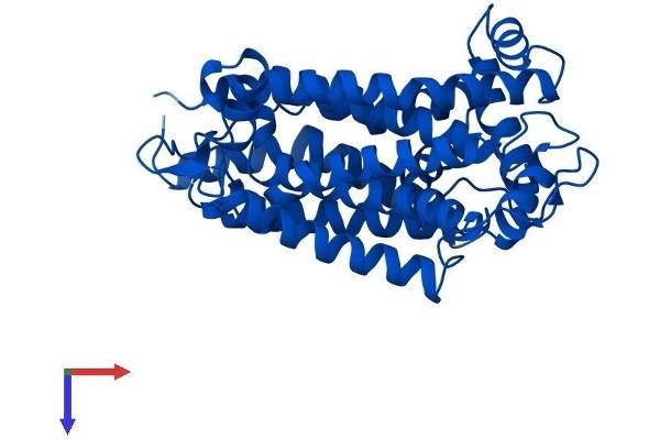 Cytochrome b Protein (AA 1-380) (His tag)