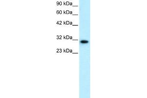 WB Suggested Anti-DBP Antibody Titration:  0. (DBP Antikörper  (N-Term))