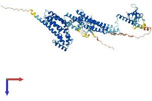 ARHGEF37 Protein (AA 1-675) (His tag)