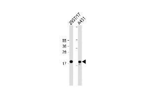 All lanes : Anti-UBE2C Antibody (C-term) at 1:2000 dilution Lane 1: 293T/17 whole cell lysate Lane 2: A431 whole cell lysate Lysates/proteins at 20 μg per lane. (UBE2C Antikörper  (C-Term))