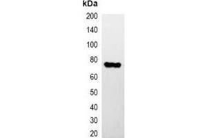 Western blot analysis of over-expressed HA-tagged protein in 293T cell lysate. (HA-Tag Antikörper)