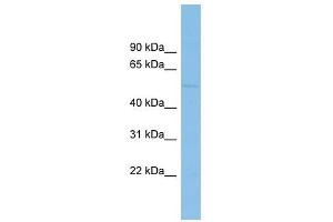 BEND7 antibody used at 1 ug/ml to detect target protein. (BEND7 Antikörper  (Middle Region))