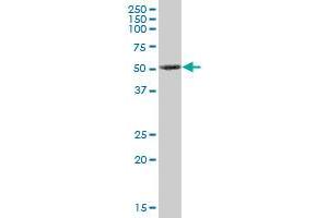 PRKX MaxPab polyclonal antibody. (PRKX Antikörper  (AA 1-358))