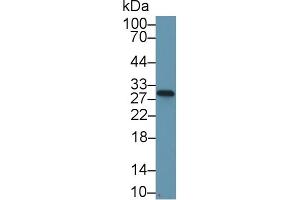 Detection of NQO1 in Mouse Stomach lysate using Polyclonal Antibody to NADH Dehydrogenase, Quinone 1 (NQO1) (NQO1 Antikörper  (AA 2-274))