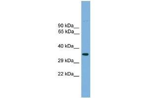 WB Suggested Anti-Tcfap4 Antibody Titration: 0. (TFAP4 Antikörper  (Middle Region))