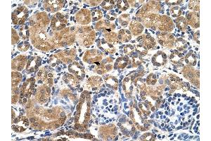 STK3 antibody was used for immunohistochemistry at a concentration of 4-8 ug/ml to stain Epithelial cells of renal tubule (arrows) in Human Kidney.