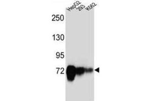 Western Blotting (WB) image for anti-Cadherin-Like 22 (CDH22) antibody (ABIN2997235) (CDH22 Antikörper)