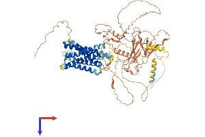 GPR149 Protein (AA 1-732) (His tag)