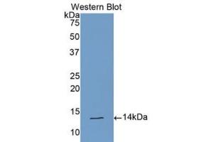 Detection of Recombinant CLCF1, Human using Polyclonal Antibody to Cardiotrophin Like Cytokine Factor 1 (CLCF1) (CLCF1 Antikörper  (AA 88-190))