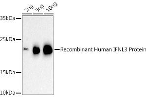 Western blot analysis of extracts of Recombinant Human IFNL3 Protein, using IFNL3 antibody (ABIN6132858, ABIN6142207, ABIN6142209 and ABIN6221289) at 1:500 dilution.