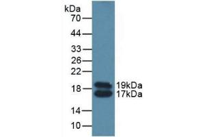Detection of APOC4 in Mouse Serum using Polyclonal Antibody to Apolipoprotein C4 (APOC4) (APOC4 Antikörper  (AA 28-124))