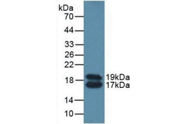 APOC4 antibody  (AA 28-124)