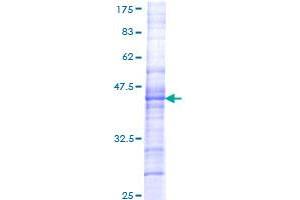 CHRM5 Protein (AA 281-390) (GST tag)