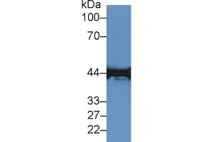 Western Blotting (WB) image for anti-Creatine Kinase, Muscle (CKM) (AA 11-367) antibody (ABIN1172308)