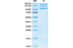 SDS-PAGE (SDS) image for Integrin alpha V, Integrin beta 3 (ITGAV/ITGB3) (AA 31-988) protein (His tag) (ABIN7275073)