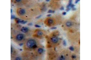 IHC-P analysis of Liver tissue, with DAB staining. (A1BG Antikörper  (AA 220-415))