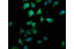 Immunofluorescence (IF) image for anti-Prostaglandin Reductase 2 (PTGR2) (AA 206-282) antibody (ABIN7164870)